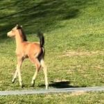 Image shows a six-week-old Arabian foal who prances elegantly.