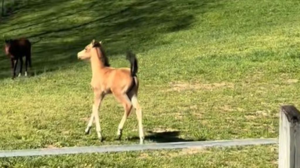 Image shows a six-week-old Arabian foal who prances elegantly.