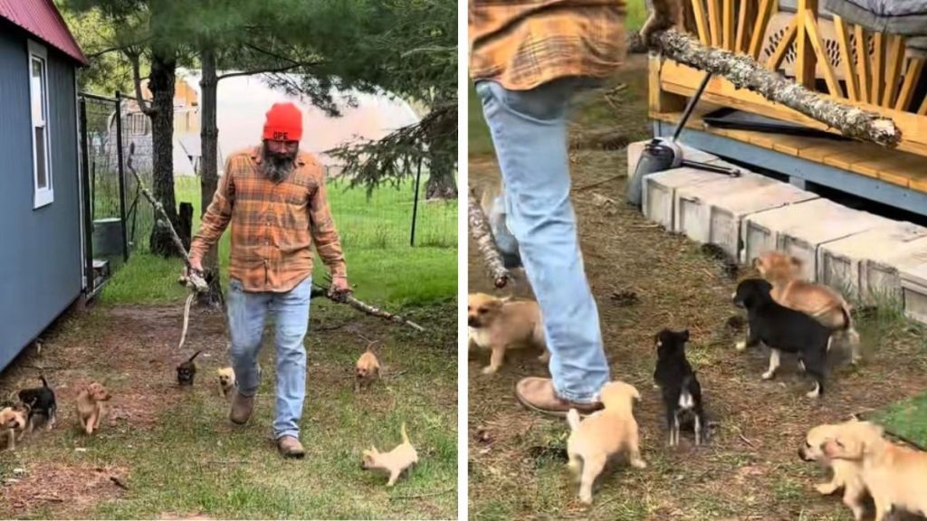Images show a man trying to do chores on a farm with foster puppies running around his feet.