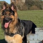Image shows Rex the German shepherd who loves Italian food.