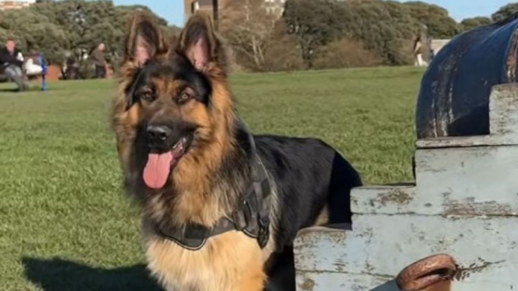 Image shows Rex the German shepherd who loves Italian food.