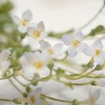 Image shows a group of white blossoms from the glass flower collection at Harvard's Natural History Museum.