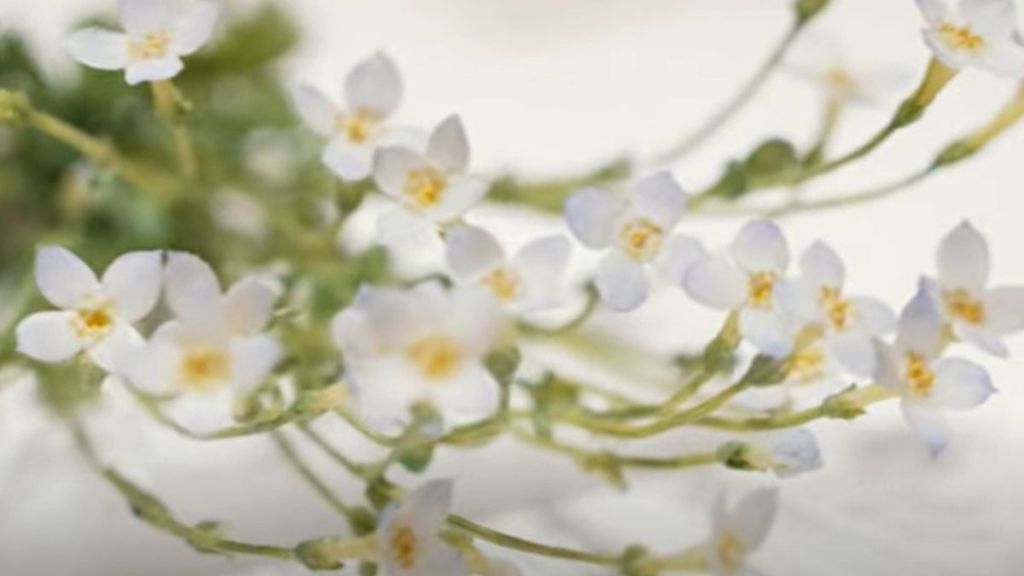 Image shows a group of white blossoms from the glass flower collection at Harvard's Natural History Museum.