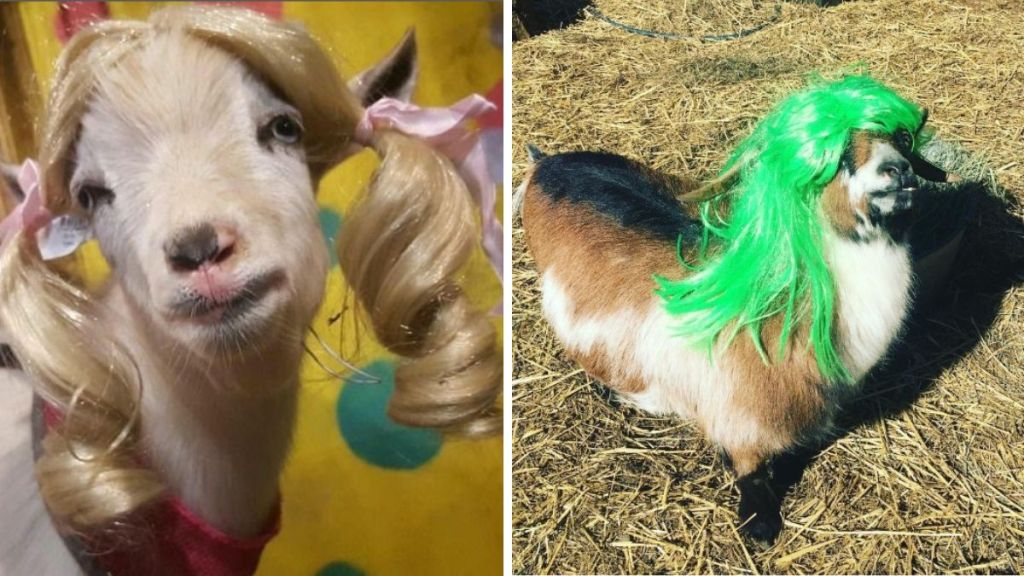 Left image shows a goat in a blond wig with pony tails looking like Cindy Brady. Right image shows New York modeling a green mullet.