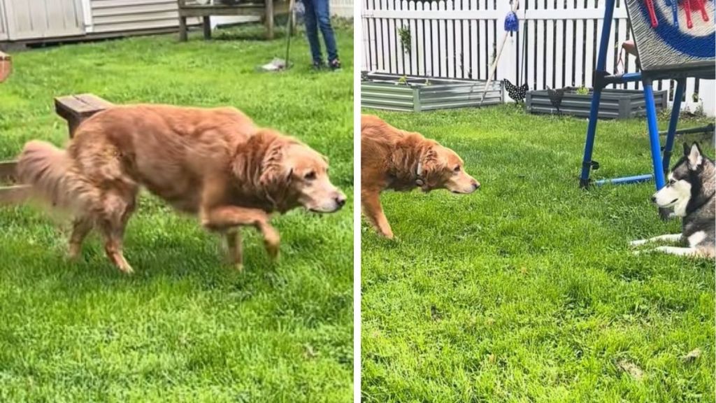 Left image shows a golden retriever moving across an open yard. Right image shows the golden retriever stalking a confused husky.