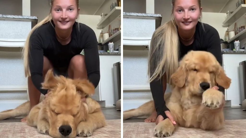 Left image shows dog owner wiggling her sleepy dog's ears like an elephant. Right image shows the same golden retriever who won't wake up as his Mom does the "Stomp" part of a TikTok trend.