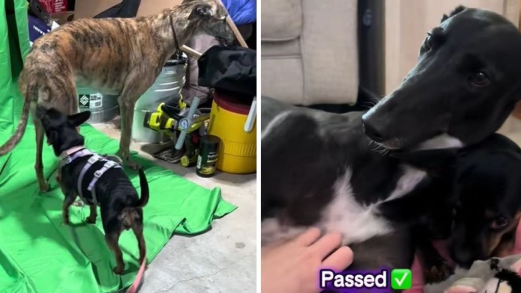 Images show retired greyhounds reacting favorably during small dog testing.