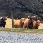 A herd of highland cows helps call for a lost family dog.