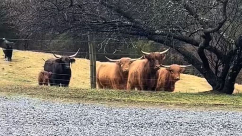A herd of highland cows helps call for a lost family dog.