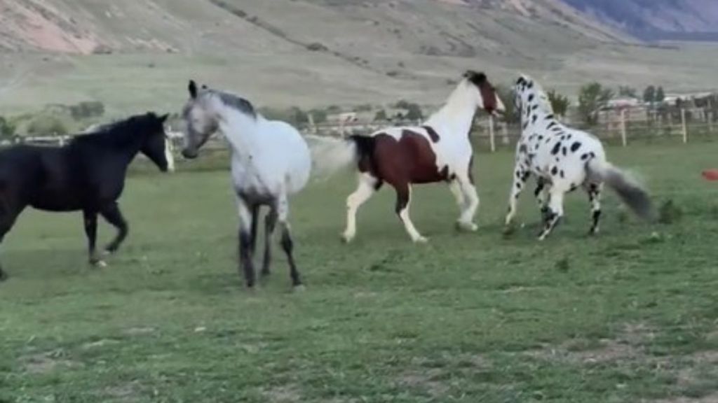 Images shows four horses, reunited with their herd.