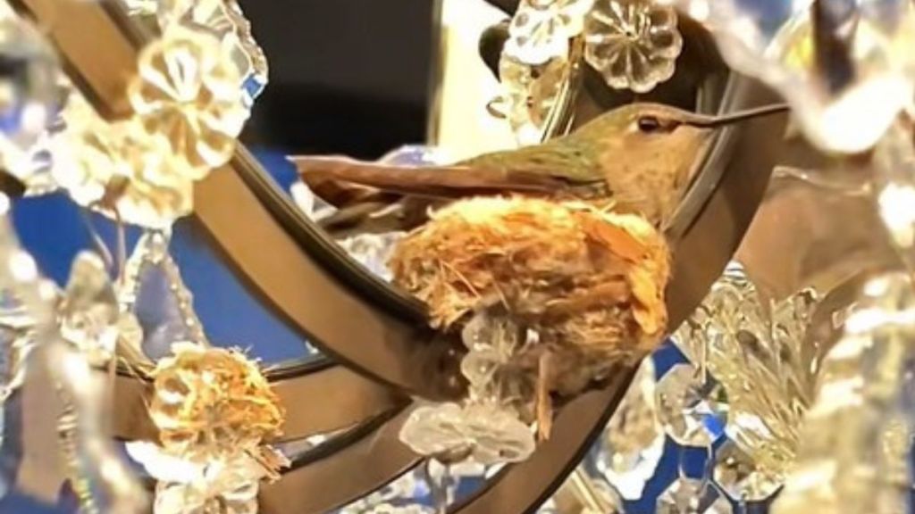 Image shows a hummingbird nest in a chandelier.