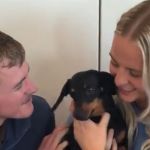 A dog was reunited with her owners after being lost on Kangaroo Island for 17 months.