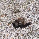 Image shows a female killdeer faking a broken wing to lure a predator (the photographer) away from her nest (the dark splotch right above her).