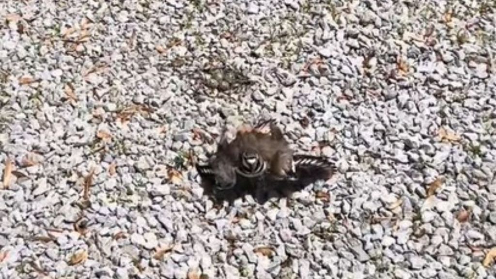 Image shows a female killdeer faking a broken wing to lure a predator (the photographer) away from her nest (the dark splotch right above her).