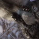 Image shows a developmentally challenged kitten playing with a fluffy cat's tail.