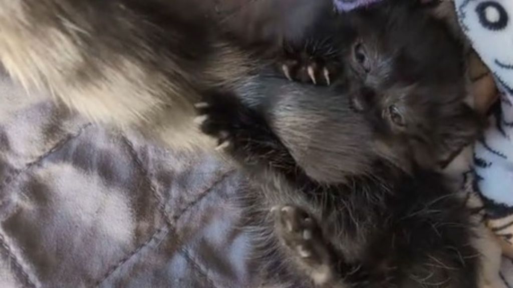 Image shows a developmentally challenged kitten playing with a fluffy cat's tail.