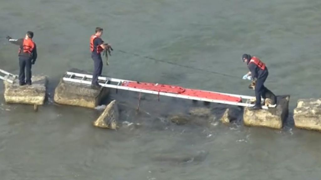 Image shows rescue workers helping a dog stuck on a rock wall in Lake Michigan near Chicago's Calumet Beach..