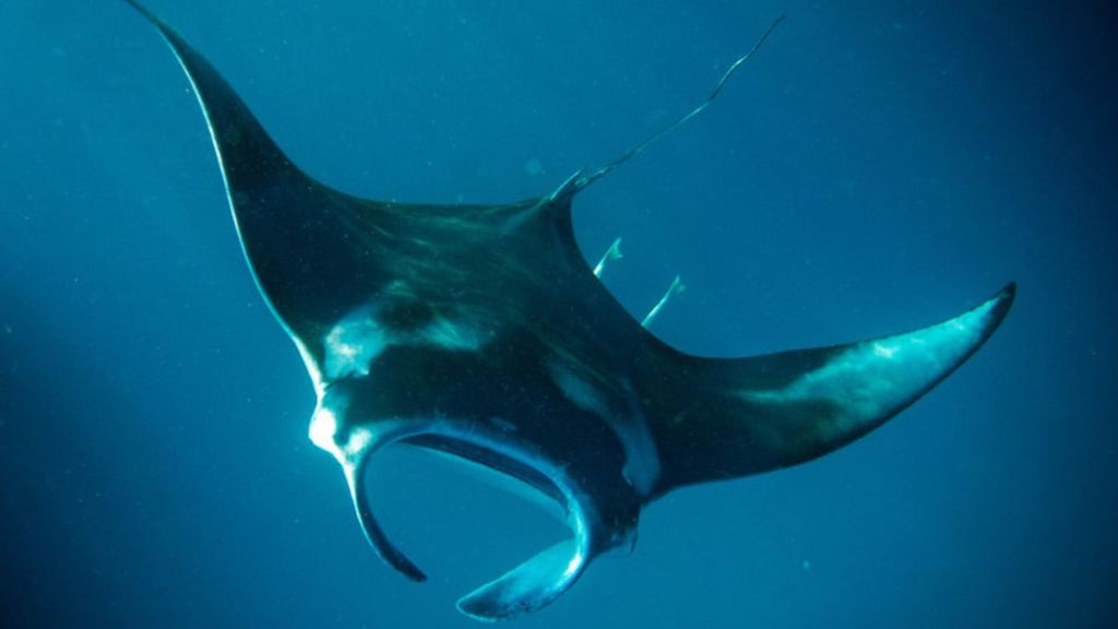 Image shows a manta ray similar to the one caught by drone diving under a paddleboard.