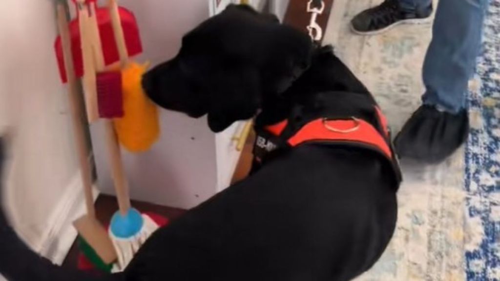 Image shows Indy, a mold detection dog, performing an inspection in a child's playroom.