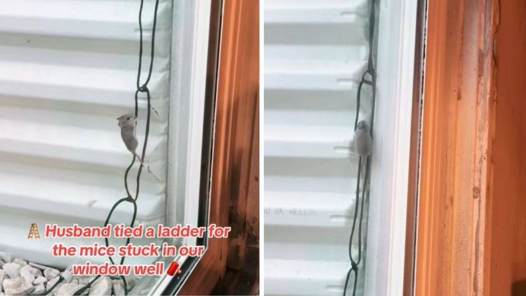 Images show a mouse climbing a rope ladder to escape from a window well.