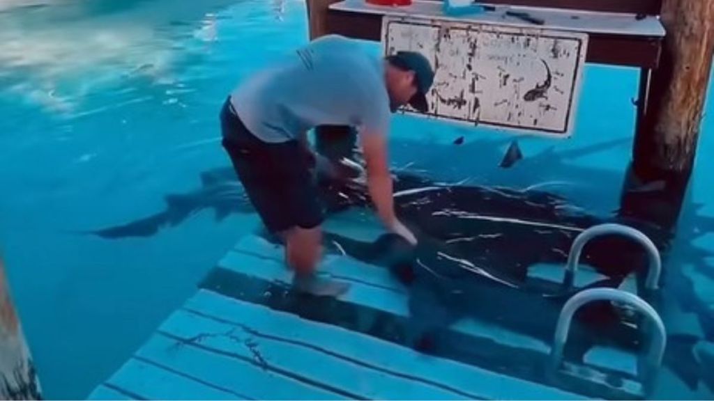 Image shows a man on a submerged dock petting a nurse shark.