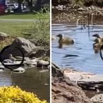 Left image shows an orphan gosling waiting on a small rock barrier. Right image shows the orphan after joining its new family.