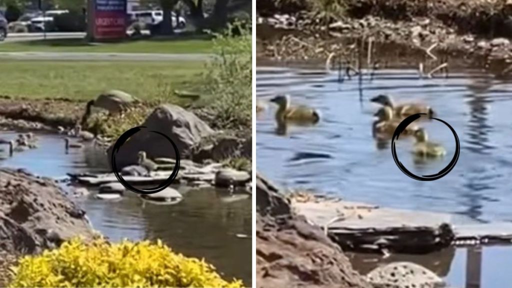 Left image shows an orphan gosling waiting on a small rock barrier. Right image shows the orphan after joining its new family.
