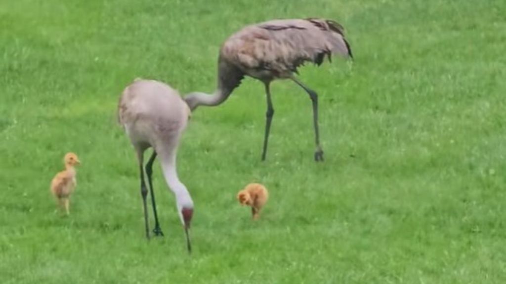 Image shows a mated pair of sandhill cranes showing their babies how to graze for bugs.