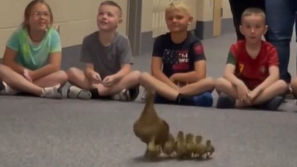 Image shows students lining the school hallway to assist a mama duck to move from the school courtyard to a nearby pond.