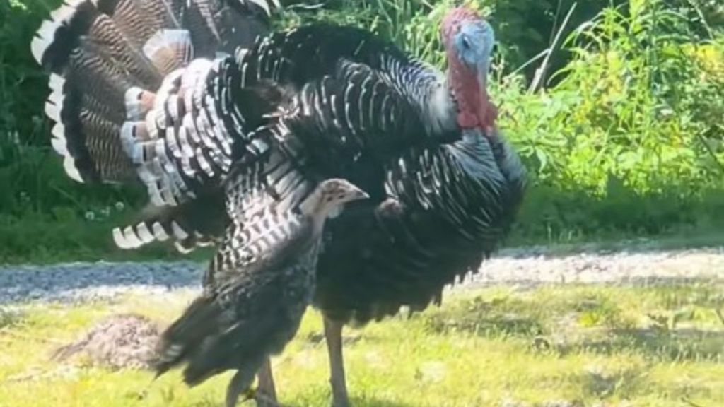 Image shows a turkey dad dealing with a curious baby turkey.