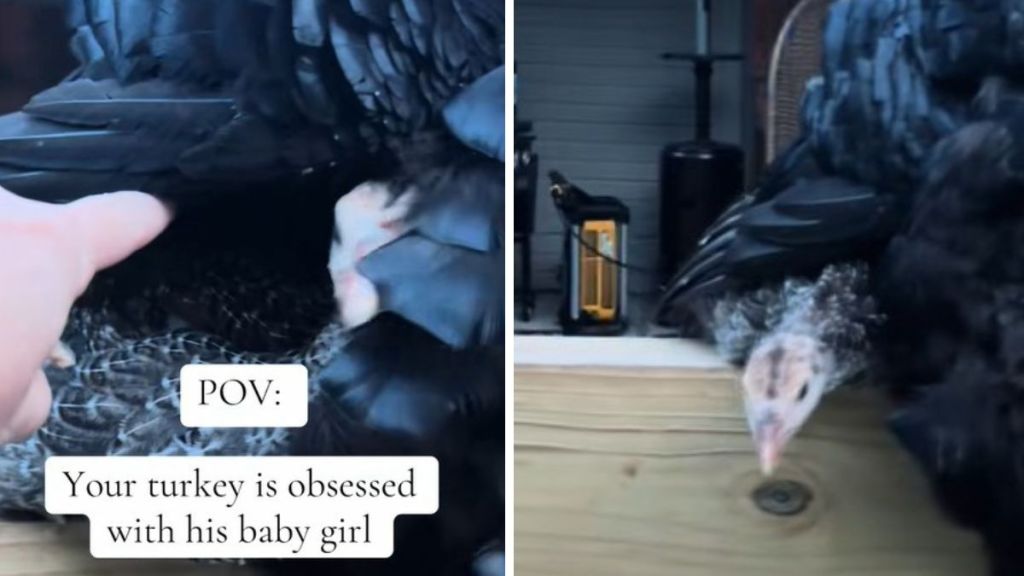 Images show a turkey dad hiding his daughter under his wing while sitting on his favorite fence.