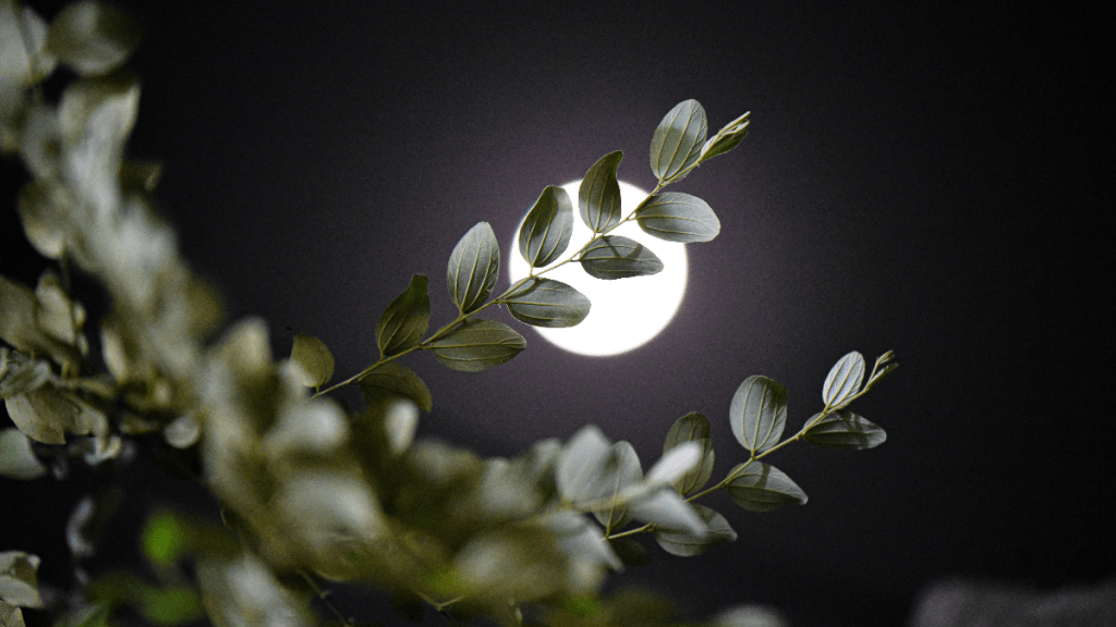 Flower Moon