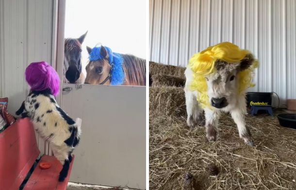 Taco the goat in a purple wig and a horse in a blue wig (left) while the cow models a stunning yellow wig (right).