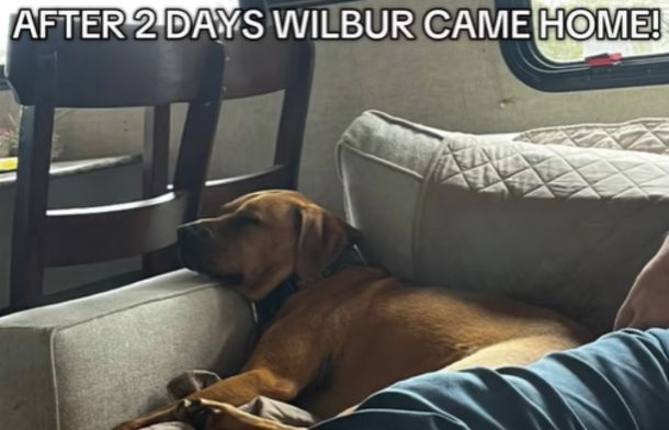 Wilbur the dog, after two days of being lost on a highland cow farm, is home safe.