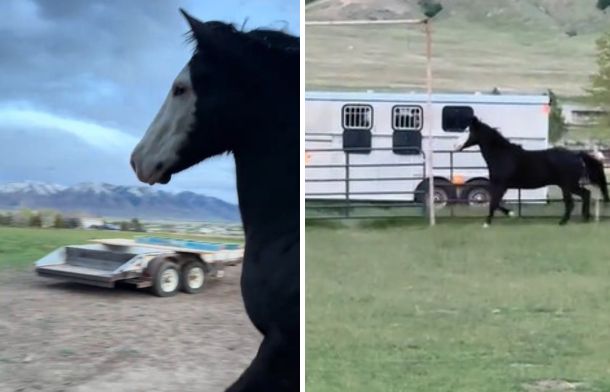 When he hears his brother in the trailer, the black horse with a white face snorts and takes off running. The black horse runs beside the trailer, eager to have the herd reunited.