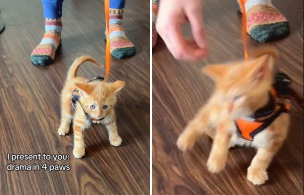 Left image shows a young kitten in a harness standing frozen in place. Right image shows major kitten drama as the kitten flumps over, refusing to move.
