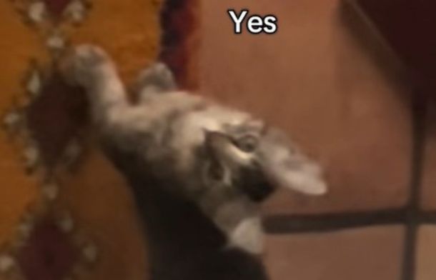 A kitten turned on the electronic keyboard to wake up his humans.