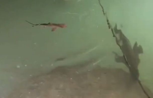 Blacktip reef shark appears to be chasing Galapagos sea lion.