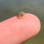 Close up of a baby horseshoe crab resting on someone's finger. The creature is so small, it's even smaller than this person's finger tip