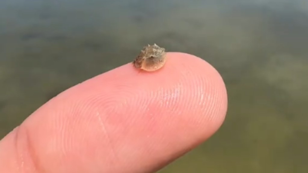 Close up of a baby horseshoe crab resting on someone's finger. The creature is so small, it's even smaller than this person's finger tip