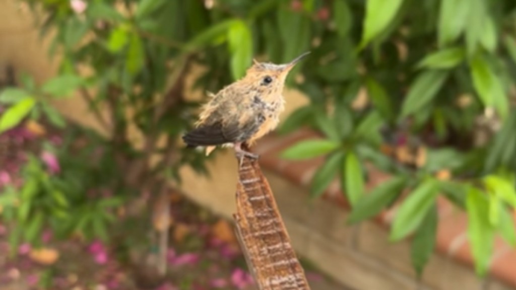 Close up of a super tiny baby hummingbird that rests on a branch being held by a person