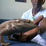 Close up of a bearded dragon sitting on a couch. A man just a bit behind him. He reaches a hand out to the lizard