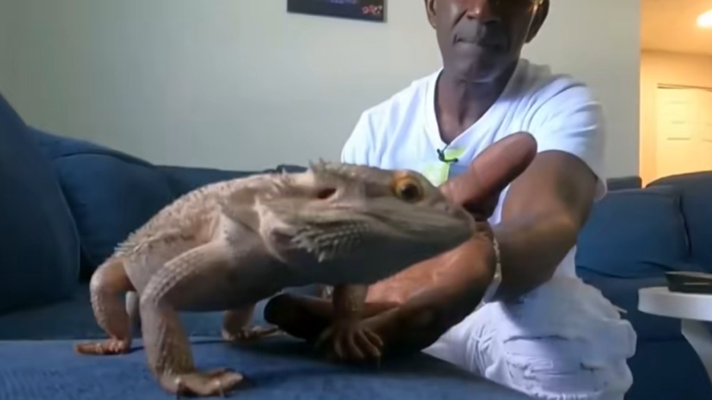 Close up of a bearded dragon sitting on a couch. A man just a bit behind him. He reaches a hand out to the lizard