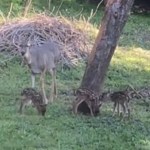 At a distance, a family of three deer stands next to a tree. There's a mom and three does, triplets