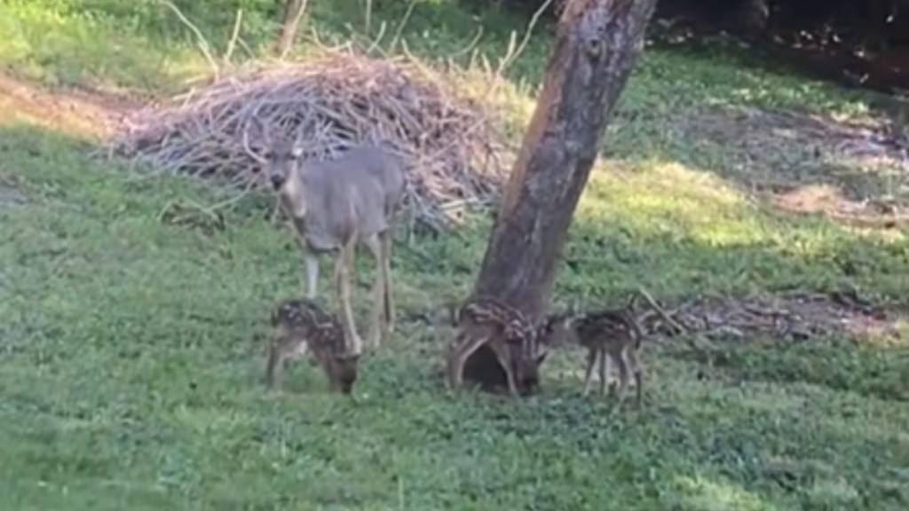At a distance, a family of three deer stands next to a tree. There's a mom and three does, triplets