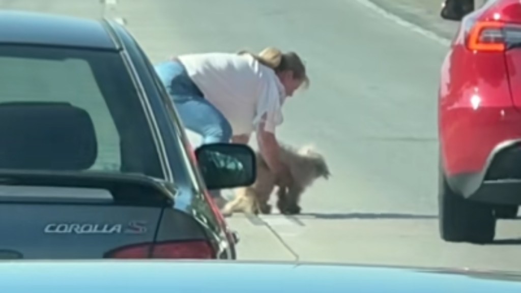 A woman stands in the middle of a busy freeway. She bends down, getting ready to pick up a dog.