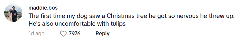 Comment from maddie.bos: The first time my dog saw a Christmas tree he got so nervous he threw up. He's also uncomfortable with tulips