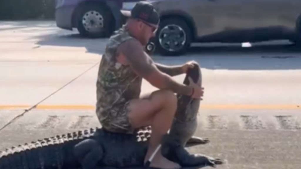 A barefoot man wearing camo sits on a gator on the side of a busy highway. The man holds the gator's mouth closed