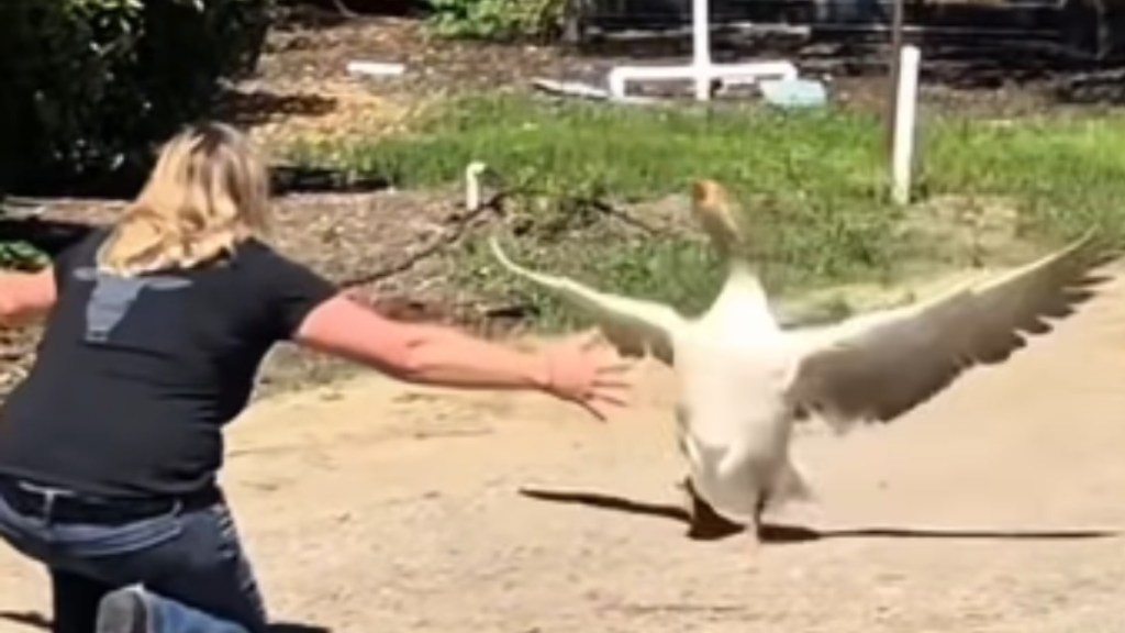 A goose runs toward a woman, wings spread out wide. The woman holds her arms out wide, waiting to embrace the bird