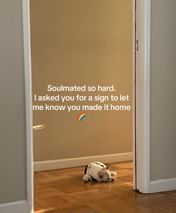 A small dog lays in a hallway, sleeping. Text on the image reads: Soulmated so hard. I asked you for a sign to let me know you made it home